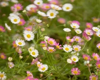 פשפש מקסיקני