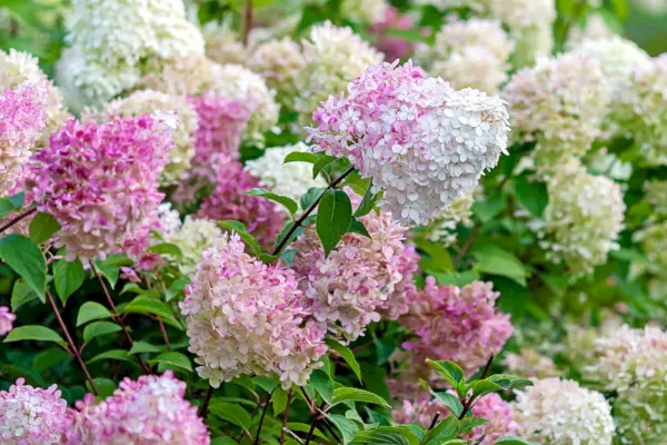 Når skal du plante hortensia – for vakre blomster som varer