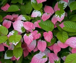 Feuillage rose et vert d'Actinidia kolomikta, également connu sous le nom de vigne kiwi