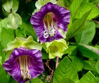 Fleurs violettes de plante grimpante Cobaea scandens