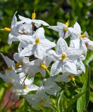 plante de vigne de pomme de terre à fleurs