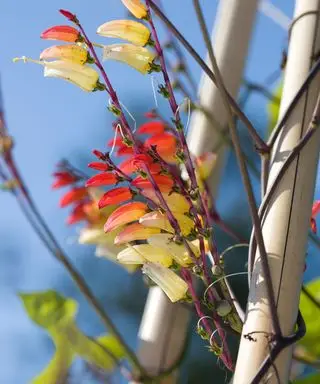Ipomoea lobata, également connue sous le nom de plante drapeau espagnol
