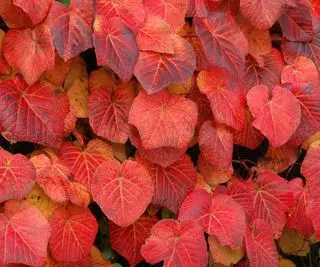 feuilles couleur flamme de Vitis cognetiae