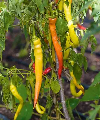 Plantes de piment