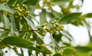 Laurier Laurus nobilis