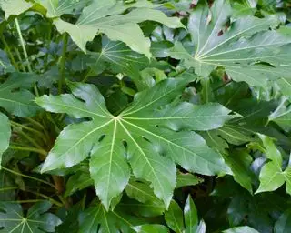 Plante Fatsia japonica
