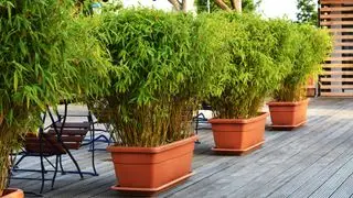 Plantes de bambou vert en pots