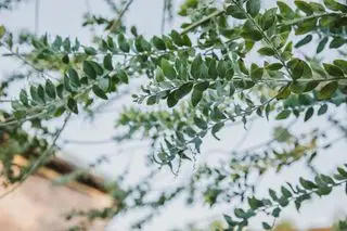 branches de feuilles d'eucalyptus contre le ciel bleu