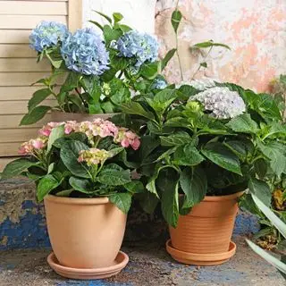 Meilleures plantes de balcon – 10 belles idées pour créer une oasis privée