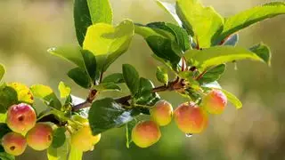 krabí jablko větev s dozráváním ovoce na podzim