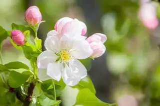 Zblízka květu stromu crabapple