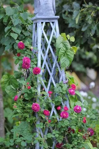 Rosas trepadoras trepando por el obelisco