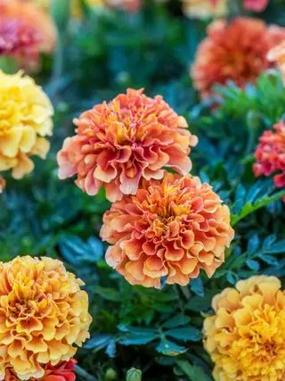 Calendula, Biondo Fragola