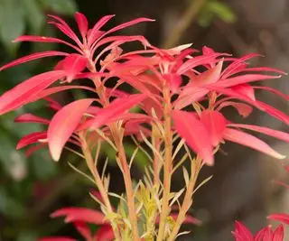 피에리스는 정원에서 붉은색 성장을 보이고 있습니다.