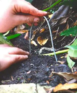 더 많은 식물을 만들기 위해 층을 이루는 피에리스