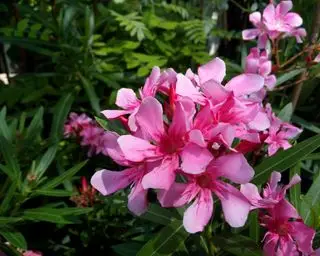 Rosa Nerium-Oleander-Pflanze