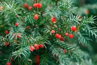 Eibe, giftige Pflanze