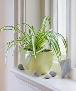 Quand arroser une plante araignée – un guide expert pour une plante d’intérieur heureuse