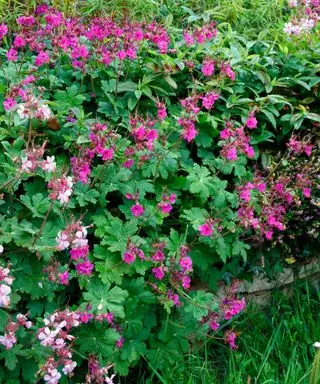 Pourquoi mes feuilles de géranium jaunissent-elles ? Raisons et recours des experts