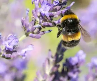 Gros plan de fleurs de lavande avec une abeille pollinisant la fleur