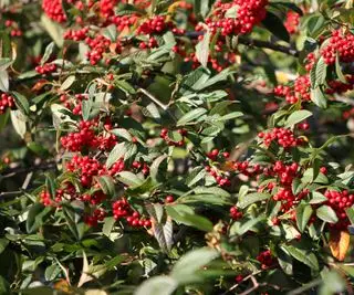 cotonéaster