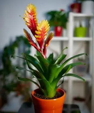 Vriesea Bromeliad plante dans un pot de fleurs rouge