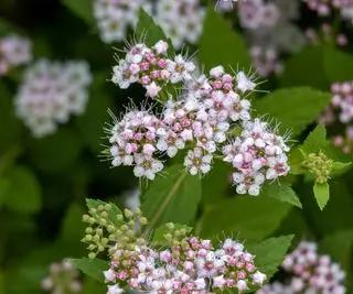 Como e quando podar a spirea – um guia especializado para estes arbustos floridos