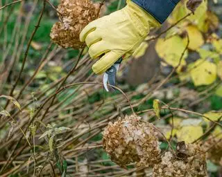 tailler les hortensias pour les hiverner
