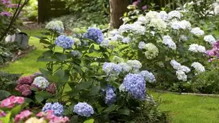Comment hiverner les hortensias