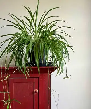 빨간 찬장에 거미 식물