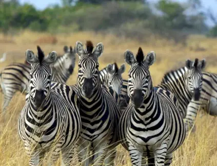 Zebrasymbolik og budskaber