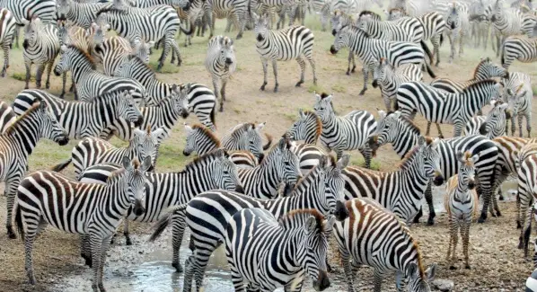 Zebra drømme og mening