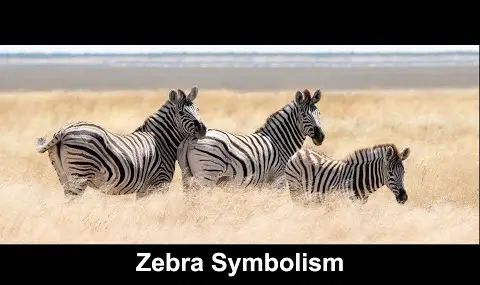 Zebra symbolik