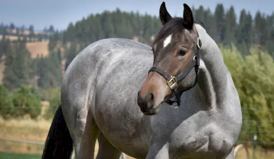 Roan Quarter Horse, Hest, Landdyr, Pattedyr, Dyremeddelelser og -totemer, Quarter Horse Symbolism, Quarter Horse Totem, Quarter Horse Meaning, Quarter Horse Dream