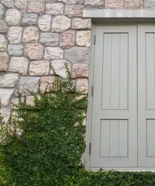 Rivestimento in pietra con edera in crescita