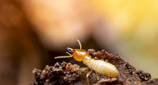 Simbolismo de las termitas