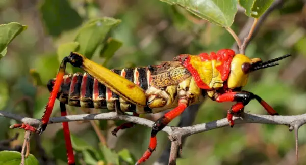 Symbolisme des sauterelles