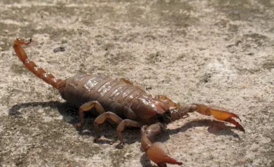 Symbolika Skorpiona, Znaczenie Skorpiona, Totem Skorpiona, Sen Skorpiona i Wiadomości