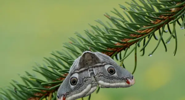 Signification du papillon de nuit