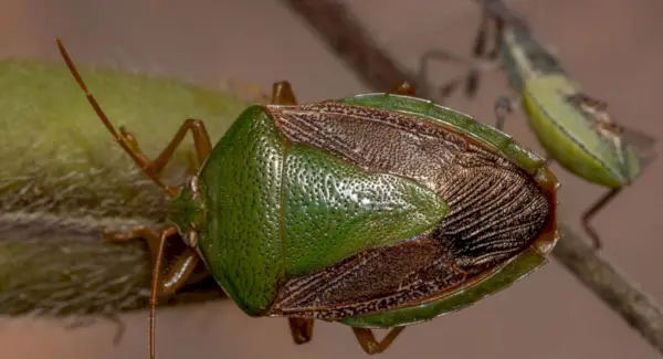 Signification, rêves et messages des punaises puantes