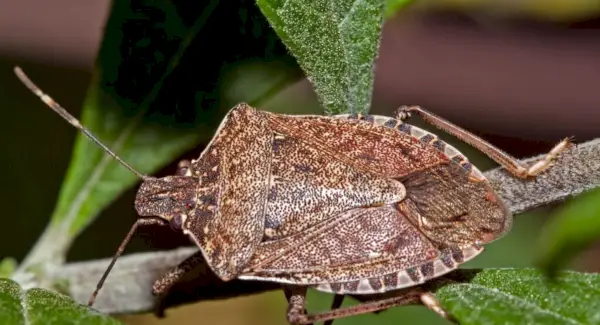 Symbolisme des punaises puantes