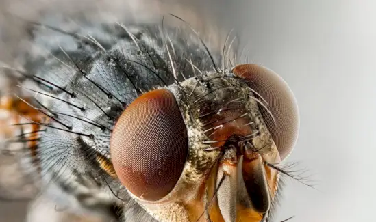 Almindelig husflue, insekt, insekt, fluesymbolik, fluebetydning, fluetotem, fluedrøm og beskeder