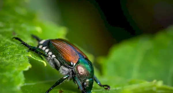 일본 딱정벌레 상징, 딱정벌레 의미, 딱정벌레 토템, 딱정벌레 꿈 및 메시지