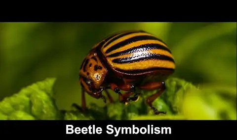 딱정벌레 상징주의