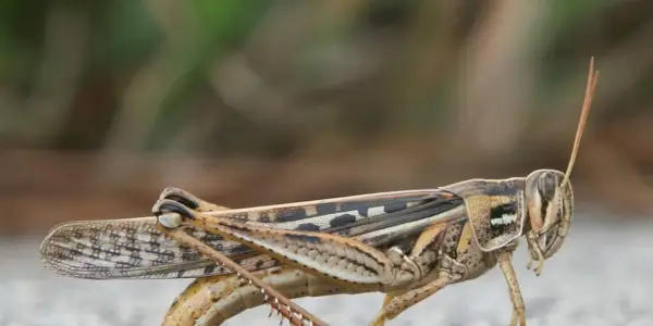 미국 새 메뚜기 상징주의, 메뚜기 의미, 메뚜기 토템, 메뚜기 꿈 및 메시지