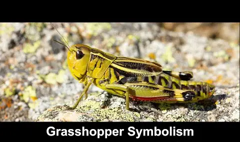 메뚜기 상징주의