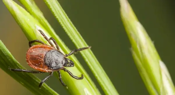 ティックの夢とメッセージ