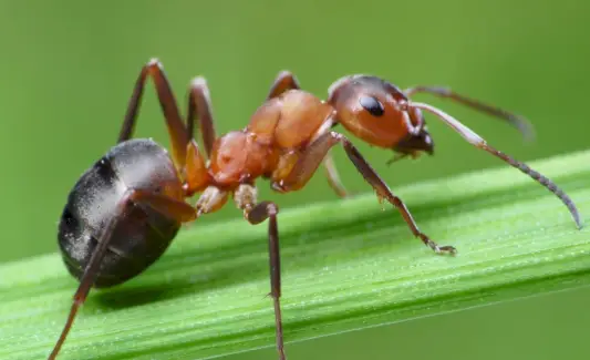 Ameise, Tierbotschaften, Totems, Geister, Ameisensymbolik, Ameisenbedeutung, Ameisentraum, Ameisentotem