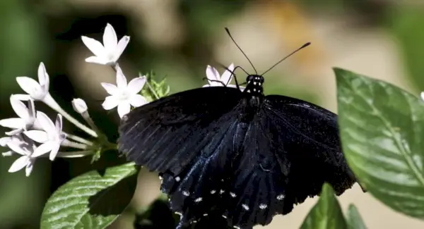 Sommerfugl, Insekter, Bugs, Dyremeddelelser og -totemer, Sommerfuglesymbolik, Sommerfuglens betydning, Sommerfugletotem, Sommerfugledrøm, Beskeder