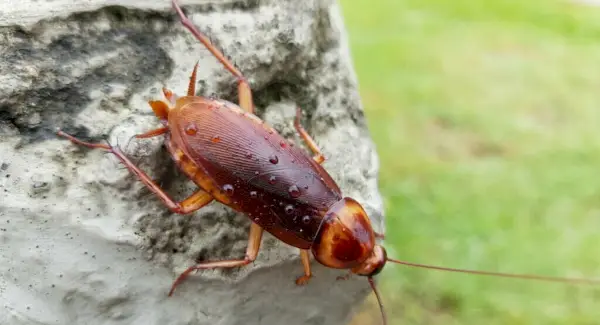 Symbolika švábů, sny a zprávy